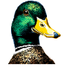 Duck, Mallard, Duckling, Duckling, , Duck
