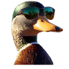 Duck, Mallard, Duckling, Duckling, , Duck