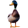 Duck, Mallard, Duckling, Duckling, , Duck