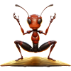 Yoga des fourmis