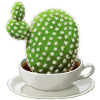 Coffee Cactus