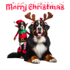 Bouvier Bernois de Noël