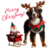Bouvier Bernois de Noël