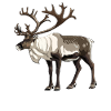 Caribou Karibus Karibu