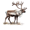 Caribou Karibus Karibu