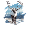 Caribou Karibus Karibu