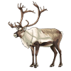 Caribou Karibus Karibu