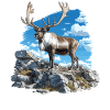 Caribou Karibus Karibu