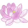 Lotus Flower