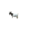 Little Goat