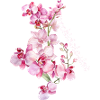 Orchidologist