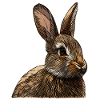 rabbit face animal design graphic