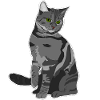 Gray Cat