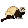 Ferret