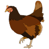 Poulets Poulets
