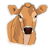 Vache Vaches