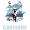 Caribou Karibus Karibu