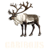 Caribou Karibus Karibu