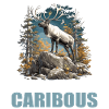 Caribou Karibus Karibu