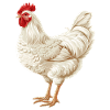 Rooster Roosters Rooster