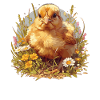 Rooster Roosters Rooster