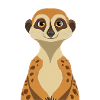 Erdmännchen