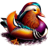 Mandarin duck