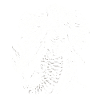 Mystical Skeleton Mermaid Art