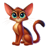 Abyssinian 10