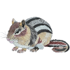Chipmunk Chipmunk Cheek Squirrel Burunduk