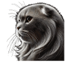 Katze