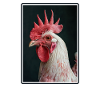 Rooster Hähne Hahn
