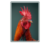 Coq Coqs Coq