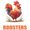 Rooster Hähne Hahn