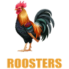 Rooster Hähne Hahn