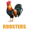 Rooster Hähne Hahn