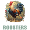 Rooster Hähne Hahn