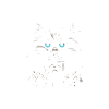 Pawsitively Ragdoll Ragdolls Cat Lover