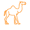 Dromedary
