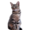 Chat chat noir chaton