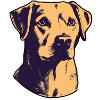 Dog Paw Dog School Animal