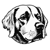 Dog Puppy Animal Welfare