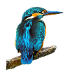 Kingfisher Alcedo atthis