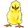 grumpy küken