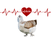 Lachshuhn Liebe