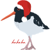 Oystercatcher with Santa hat
