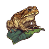 Toad Frog Amphibian