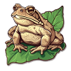 Toad Frog Amphibian