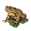Toad Frog Amphibian