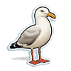 Seabird Seagull